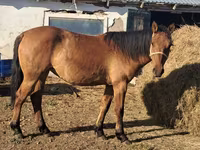 فرس, Kazakh horse — الصورة 2