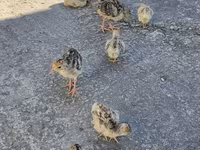 Turkeys — 1-сурет