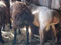 Widder, Hissar sheep — Foto 2
