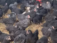 Chickens — photo 4