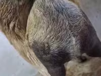 Dişi keçi, Nubian Goat — foto 5