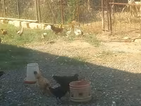 Chickens — Foto 3