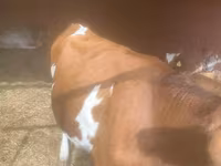 Sigir, Swiss cattle — 2-rasm