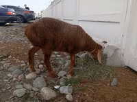भेड़, Arashan sheep — फ़ोटो 3