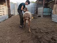 Qoyunlar (partiya, cinsi göstərilməyib), Arashan sheep — foto 5