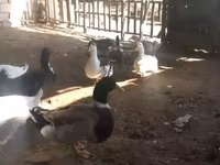 Ducks — फ़ोटो 1