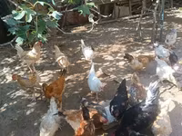 Chickens — الصورة 3