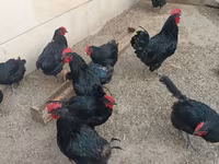 Australorp — Foto 1