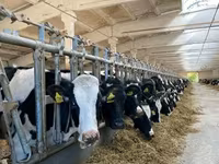Vaca, Raza Holstein — foto 3