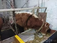 公牛, Cattle — 照片 5
