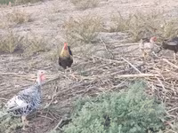 Chickens — foto 5