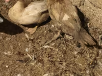 مسكوفي منزلي — الصورة 8