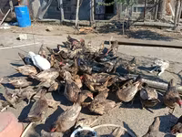 Ducks — foto 1