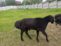 मेढ़ा, Hissar sheep — फ़ोटो 2