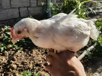 Chickens — الصورة 1