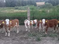 Бұқа, Simmental cattle — 1-сурет