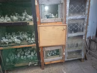 Cuce saxlamag ucun olan elde duzelmis taxdan DAM. 1 gunden — photo 2