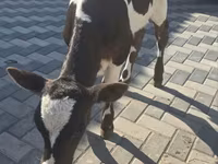 Cow, Cattle — photo 4