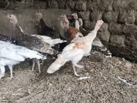 Turkeys — फ़ोटो 1