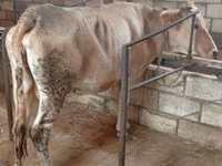 Kuh, Simmental cattle — Foto 3