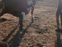 Bulle, Swiss cattle — Foto 2