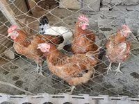 Chickens — Foto 1