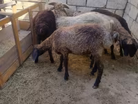 Qoç, Qoyunlar — foto 2