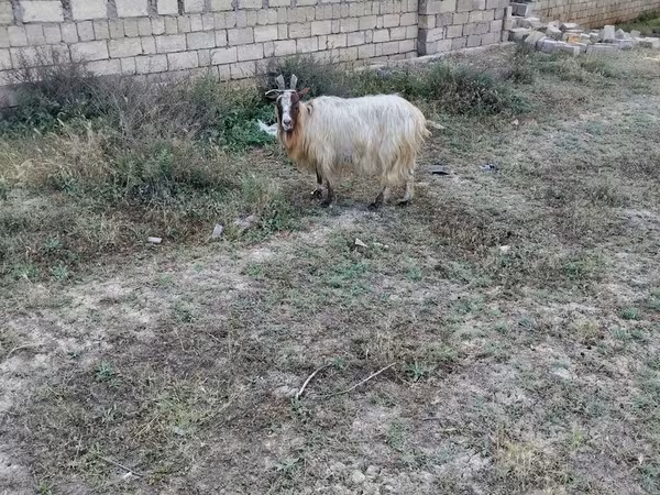 Козёл, Козлы