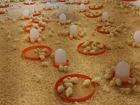 Chickens — 2-сурет