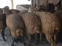 Ram, Sheep — photo 8