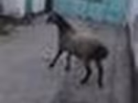 Widder, Schafe — Foto 5