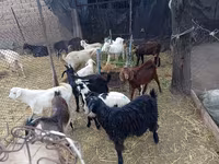 Теке, Pomellata goat — 2-сурет