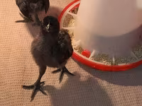 Chickens — 照片 7