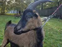 Dişi keçi, Alpine goat — foto 5