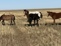 母马, Horses — 照片 4