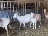 Коза, Pomellata goat — фото 4