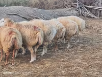 أغنام (دفعة، الجنس غير محدد), الأغنام — الصورة 3