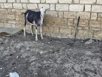 Cabra, Cabras — foto 3
