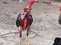Chickens — Foto 7