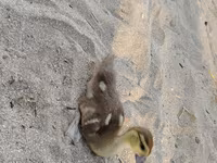Ducks — الصورة 2