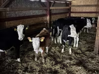 Vaca, Simmental cattle — foto 2