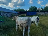 بقرة, Charolais cattle — الصورة 4
