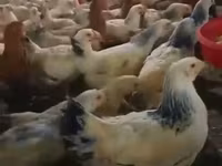 Chickens — Foto 2