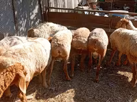 Widder, Rhon sheep — Foto 2
