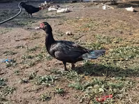 Ducks — Foto 3