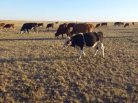 Bull, Kazakh White-headed cow — photo 3