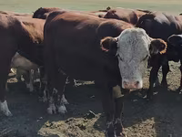 公牛, Kazakh White-headed cow — 照片 7