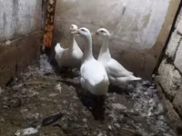 Ducks — Foto 2