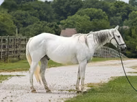 Aygʻir, National Show Horse — 1-rasm