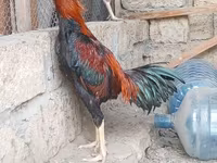 Chickens — Foto 1